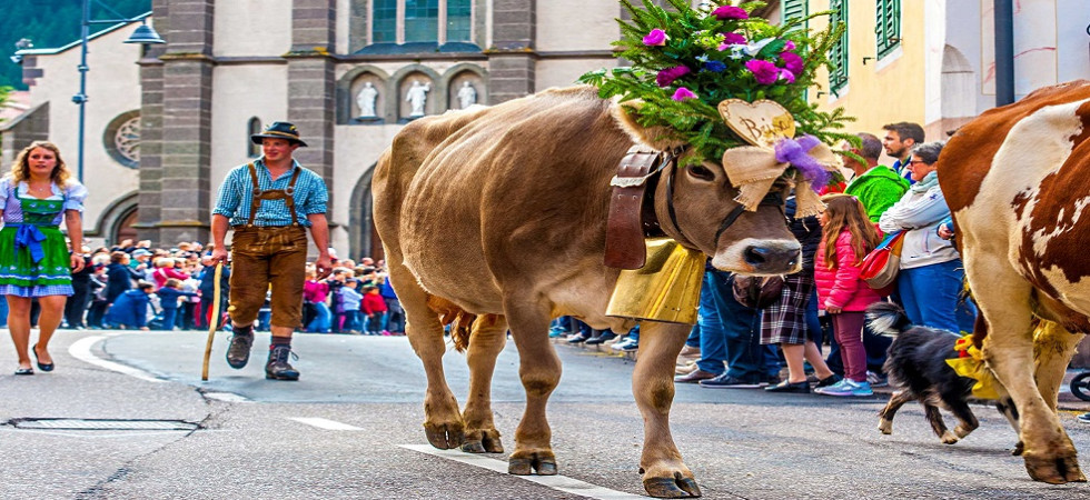 Le prime mandrie sono già partite per l'alpeggio ma la val di Fiemme si prepara per la festa della Desmontegada tra musica